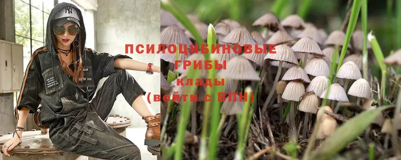 Псилоцибиновые грибы Psilocybe  Дубна 